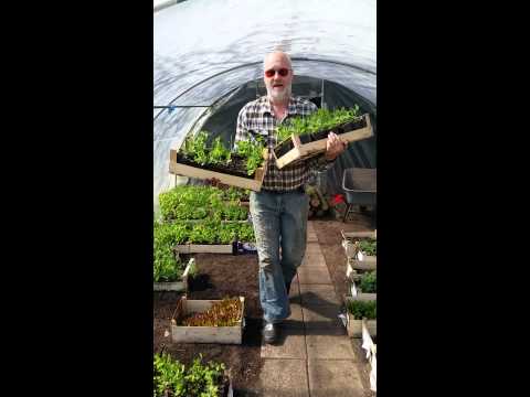 Video: Kassenteelt Met Fitosporin: Hoe Cultiveer Je De Grond In Het Voorjaar Voor Het Planten? Gebruiksaanwijzing. Hoe Fitosporine Verdunnen?