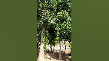 cặp cây mít dai ta siêu đẹp. LH 0964-634-369