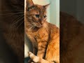 Music for restless cats #calmmusicforcats #catentertainment # #catmusic