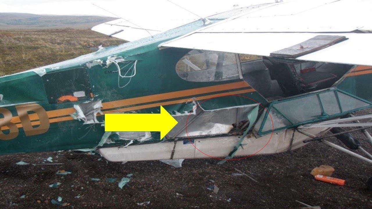 black bear funny moments You Know You’re In Trouble When A Bear Shreds Your Plane, But How This Pilot Fixes It Wow !