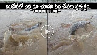 Very Big Fish Spotted At Krishna River || Unseen Rare Exclusive Foorage || Movie Blends