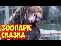 Крымский зоопарк ЗИМОЙ . Цирковой медведь очень любит яблоки.