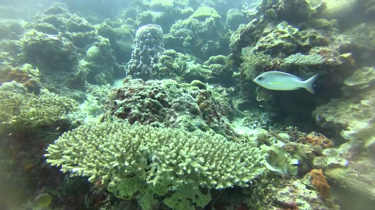 Diving at Club Paradise (Busuanga, Palawan, Philippines) 2015