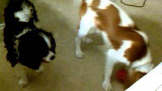 Three Cavaliers Playing Before Bed time