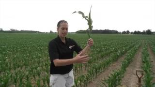 360 Yield Minute - Drought of 2016 - Stephanie Smith