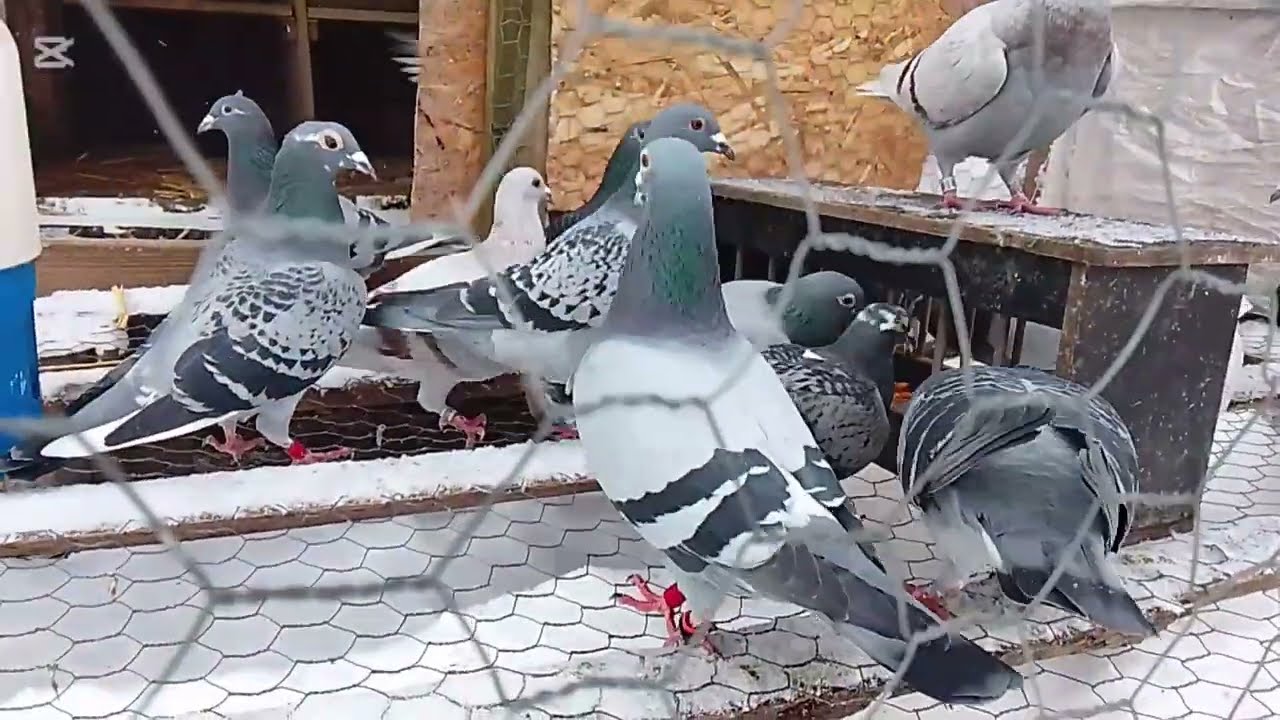 Năutațile la porumbei voiajori 🕊️♥️🥇