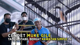 Tak Perlu Rumit, Rawatan Simple Gini Sudah Bikin Cendet MUKE GILE Stabil Tiap Digantang