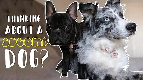 Is getting a 3rd dog a good idea?