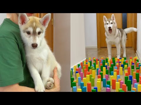 Video: Is huskies hardkoppig?