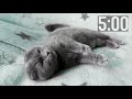 5 minute countdown timer  cutest kittens  adorable cats