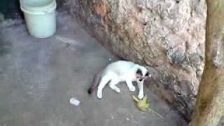 V300510_10.19.avi