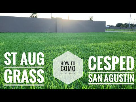 Video: Mazus Reptans Información sobre el reemplazo del césped - Cuidado de los céspedes de Mazus