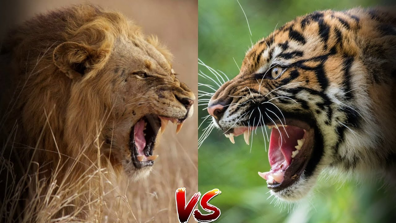 Кто победил лев или тигр. Лев против тигра. Тигр vs Лев. Лев против тигра схватка.