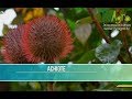 Como cultivar achiote  tvagro por juan gonzalo angel