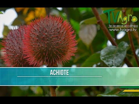 Video: Información sobre achiote: cómo cultivar un árbol de achiote en el jardín
