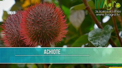 ¿Qué enfermedades cura la hoja de achiote?