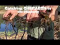 Hunting Cherabin! Catching Saratoga! Searching for freshwater crayfish...