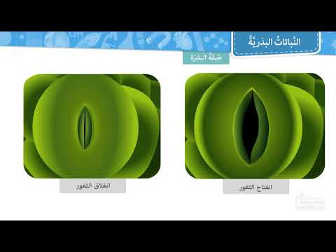 النباتات البذرية