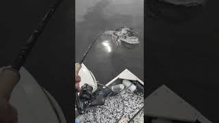 pike strikes boat side