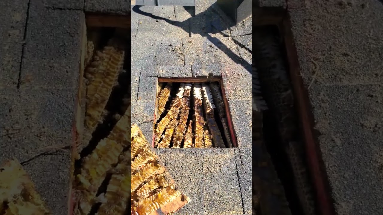 A Beehive? Inside a roof?? 