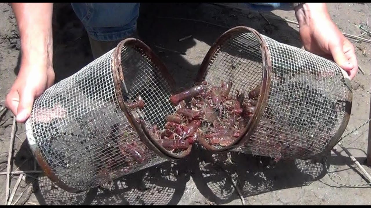 foraging fox Gees Cylinder Minnow Trap Check Pt. 2