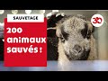 200 animaux à l'abandon dans une ferme pédagogique