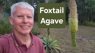 Hated or Loved - Foxtail Agave