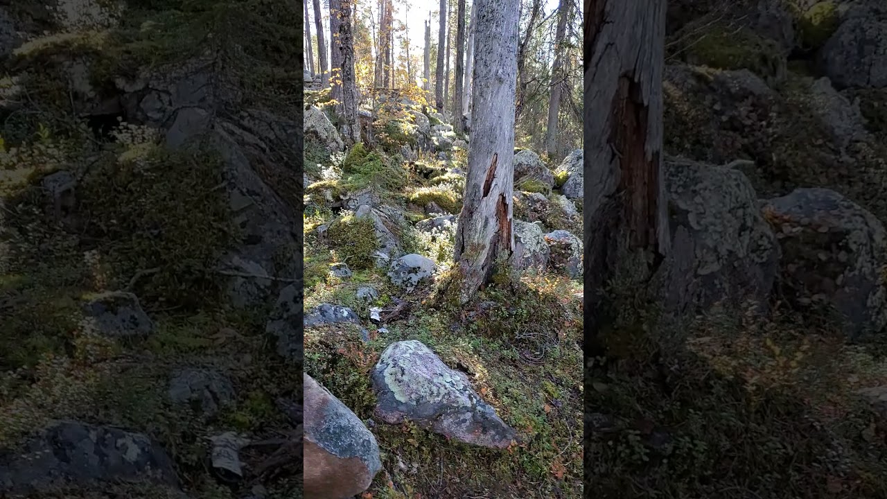 Attikongas hiking trail view in Taiga Forest Rovaniemi Finland September 2021 1