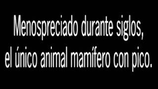 ornitorrinco.avi