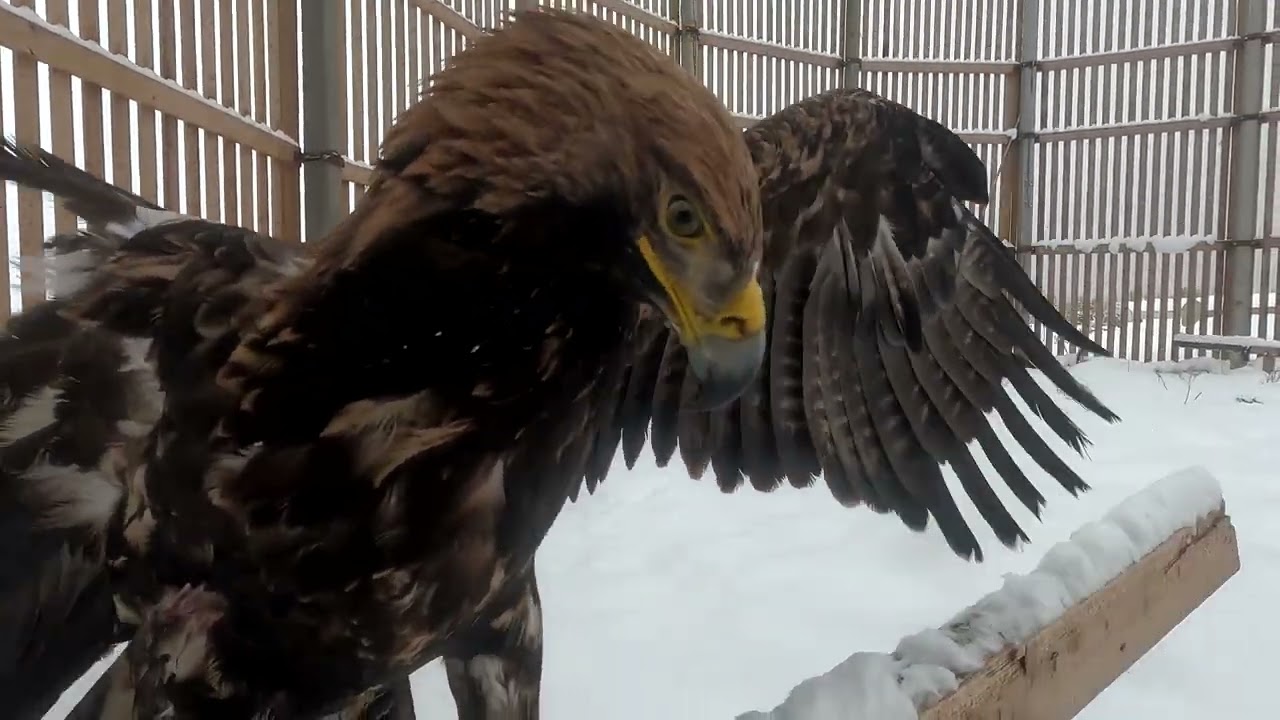 За ветками на болотоходе