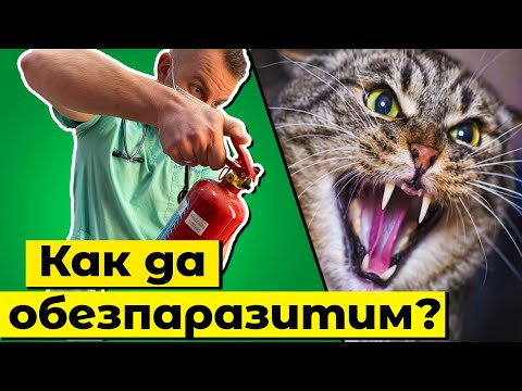 Видео: Възможно ли е да се накисва суха храна за котки и котки: характеристики на накисване за възрастни животни и котенца, препоръки на ветеринарни лекари