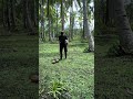 Kelapa Disini Tidak Panen Semua #anakkampung #ceritakerja