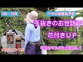 手抜きのお世話で花付きUP❗️バラの病害虫予防