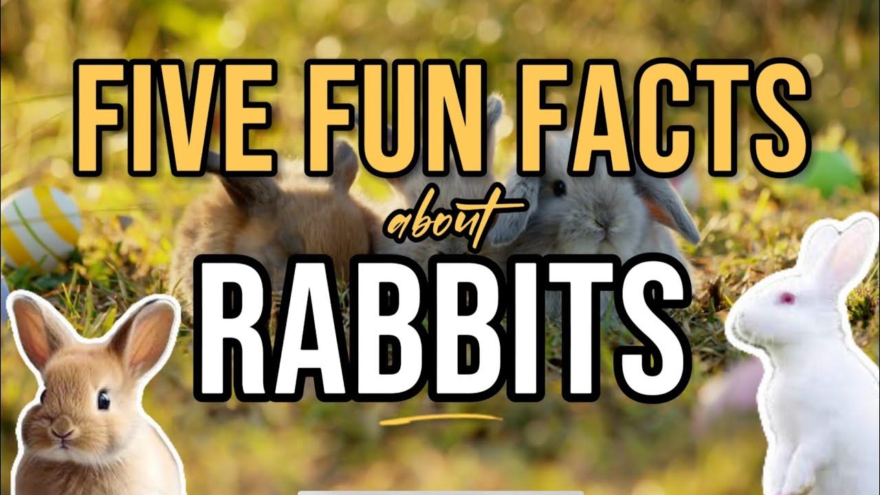 Five Fun Facts about Rabbits YouTube