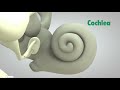 رحلة الصوت عبر المخ معجزة إلهية 
