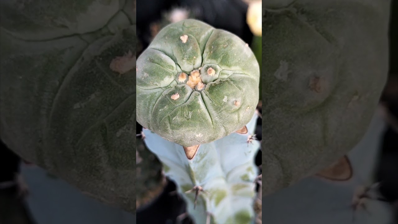 銀冠玉 Lophophora fricii 2026 02 03 ＃shorts - YouTube