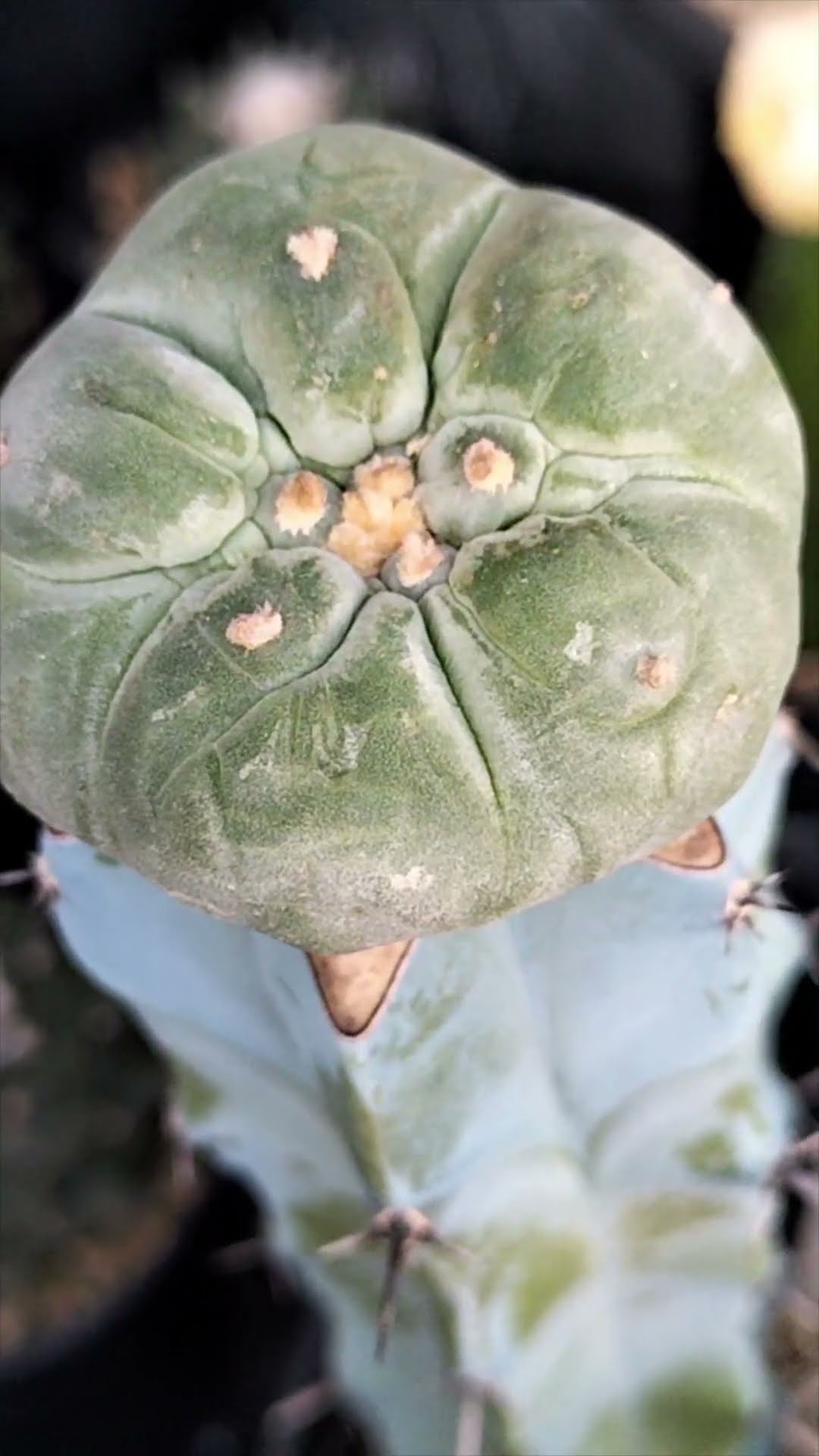 銀冠玉 Lophophora fricii 2026 02 03 ＃shorts - YouTube