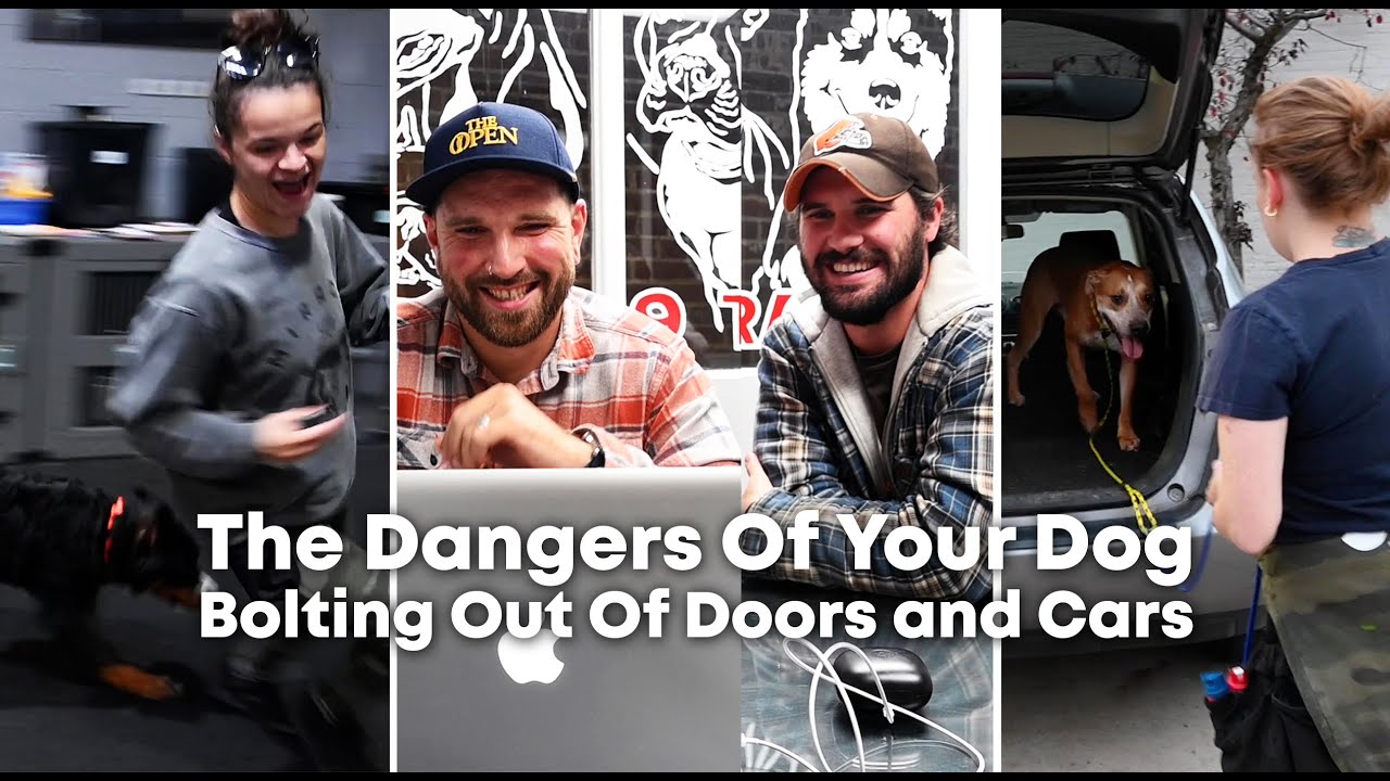 DogVlog 156 The Dangers Of Your Dog Bolting Out Of Doors and Cars