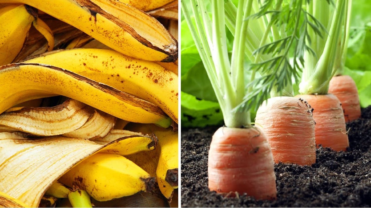 how-to-make-banana-peel-fertilizer-youtube