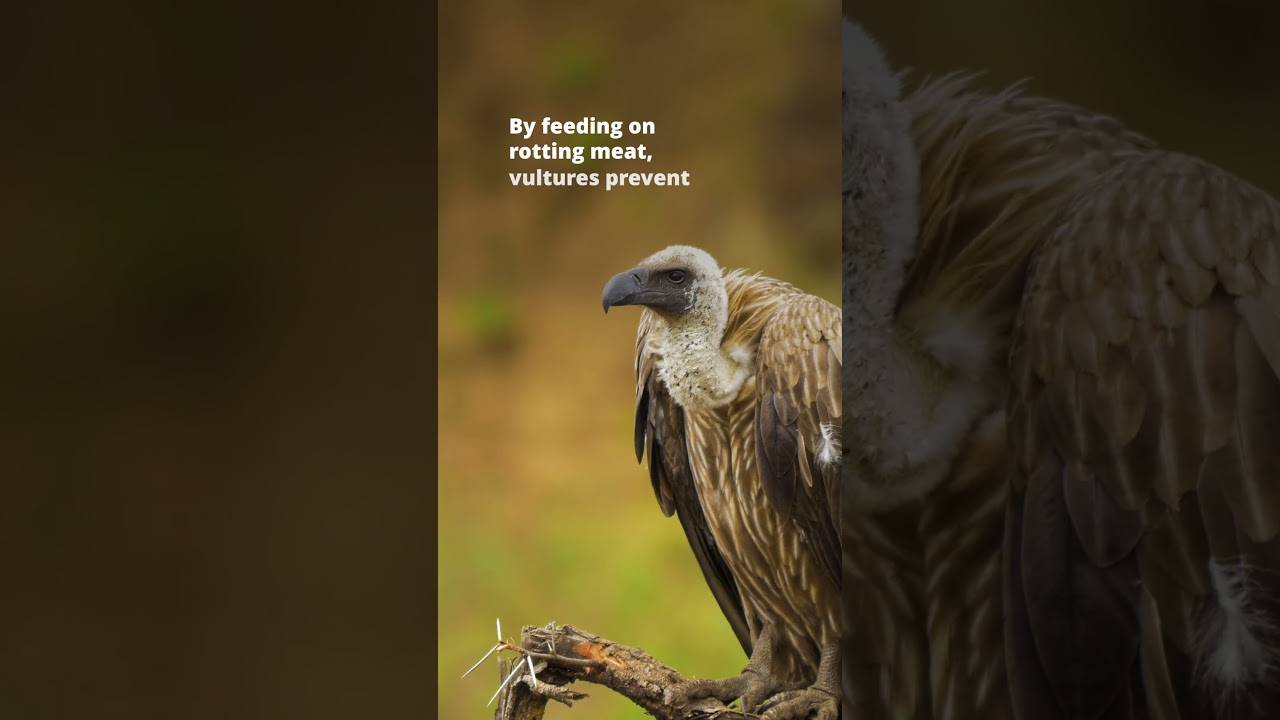International Vulture Awareness Day 2025 | Wild Africa