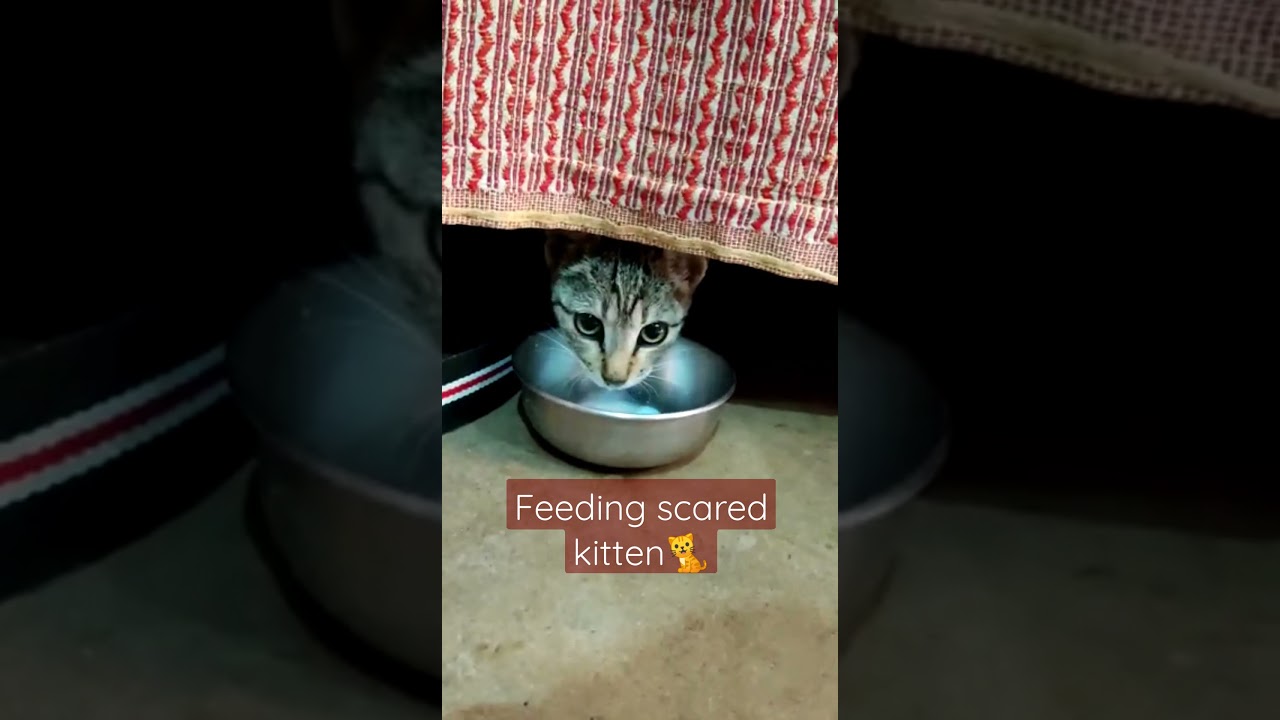 Feeding Scared kitten🐱🐈