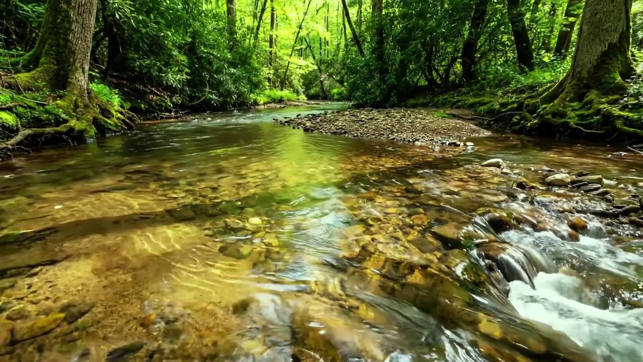 Forest Stream Flowing with Gentle Birdsong, Relaxing Nature Ambience for Study and Sleep ASMR