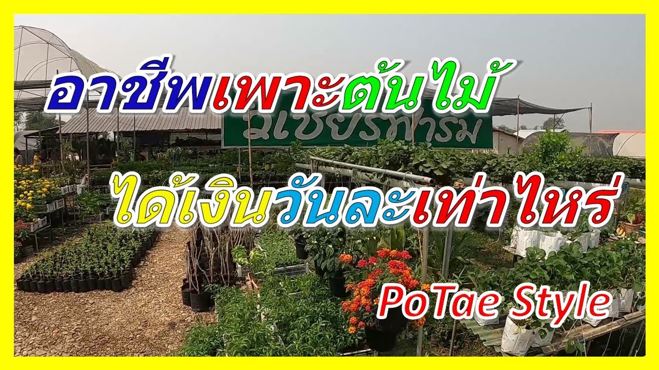 เพาะพันธุ์ต้นไม้ได้เงินวันละเท่าไหร่ ทำแล้วจะรวยไหม