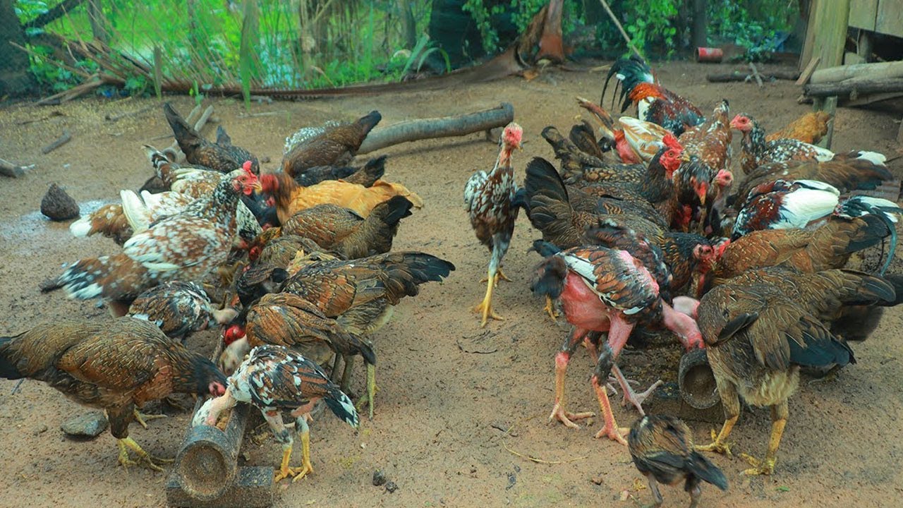 How To Raising Chickens Everything You Need To Know! YouTube