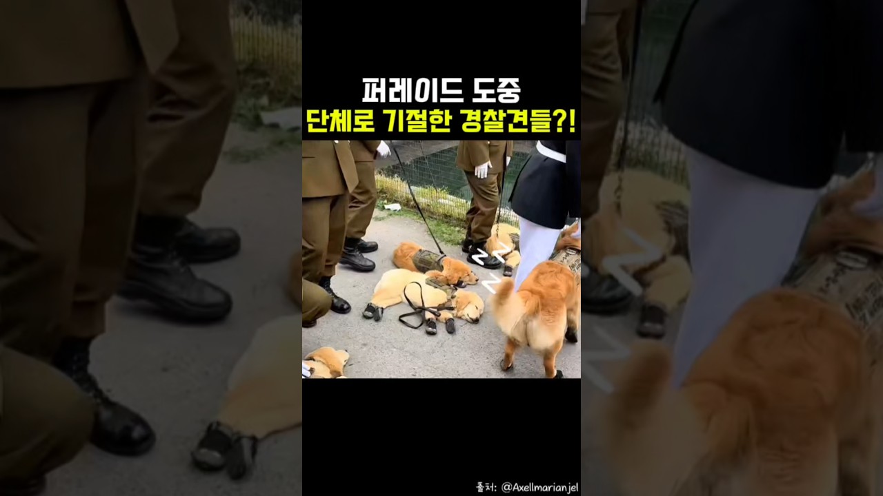 칠레 경찰견 퍼레이드가 난리 난 이유?