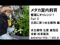 メダカ室内飼育 繁殖にチャレンジ！Part 5 元気に育つ水生植物 編