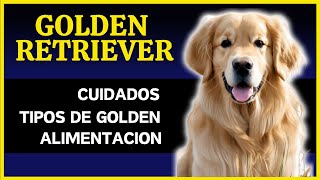 ¡Aprende todo sobre los Golden Retriever!. Cuidados, tipos y alimentación.