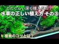 はじめての水草水槽〜水草の植え方で知っておきたい３つのポイント③〜初心者でも簡単に植えられます How to plant aquatic plants in aquarium tank