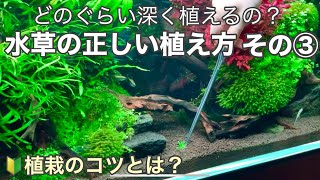 はじめての水草水槽〜水草の植え方で知っておきたい３つのポイント③〜初心者でも簡単に植えられます How to plant aquatic plants in aquarium tank