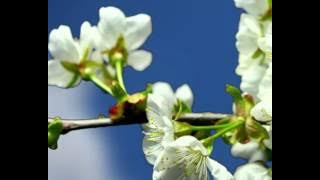 Saronin Rojavey Pallathakin lee